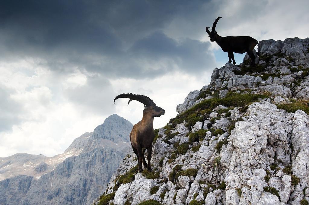 Alpine Spot Daire Kranjska Gora Dış mekan fotoğraf