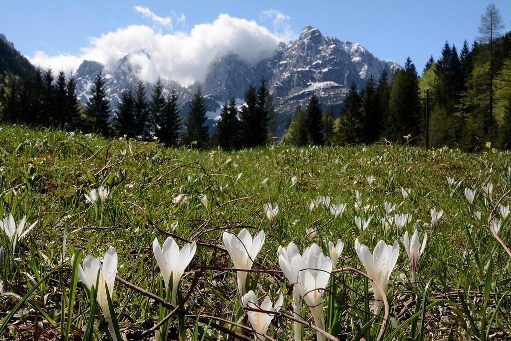 Alpine Spot Daire Kranjska Gora Dış mekan fotoğraf